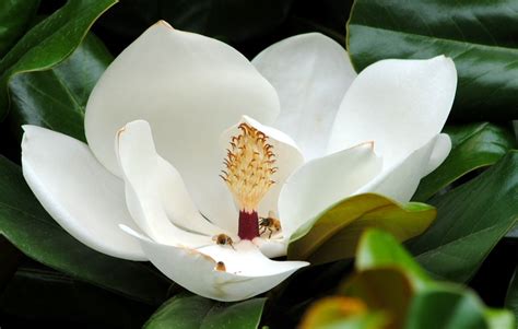 广玉兰英文|荷花玉兰Magnolia grandiflora Linn. 